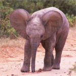 elephant in addo baby elephant
